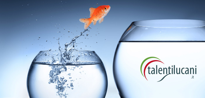 collabora talenti lucani