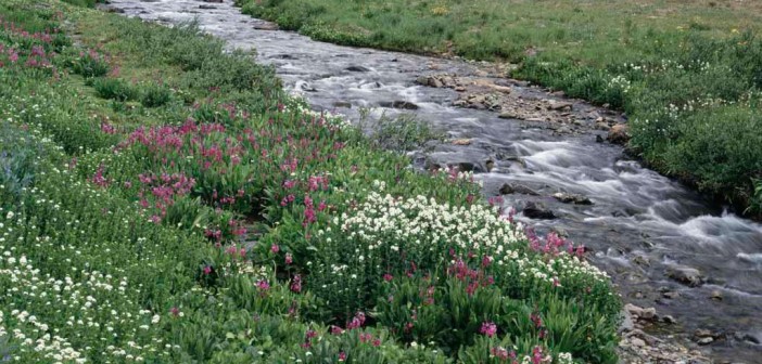 domenico friolo sere destate lucana