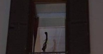 grillo cittadini esclusi