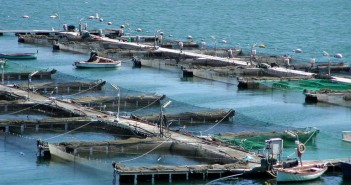 acquacoltura acqua piu blu