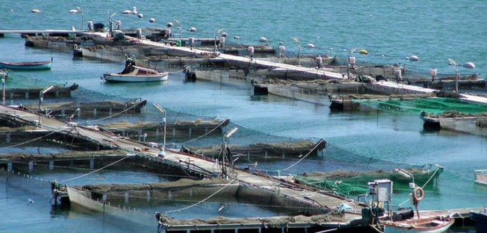 acquacoltura acqua piu blu