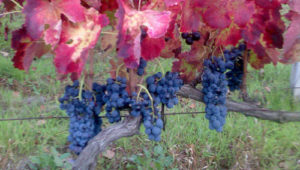 testo unico vino