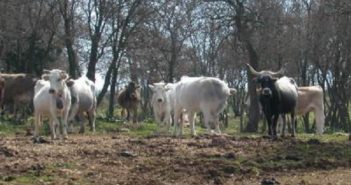 mucca carolina lucana