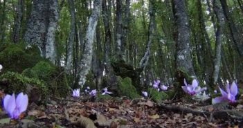 aria ministero ambiente