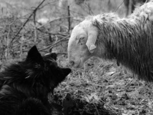 cane_pecora_1