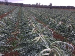 15873095_1538027936225283_3411370526384565715_n