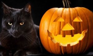 1-vincere-paura-gatti-neri-altri-animali-halloween-e1477299581407