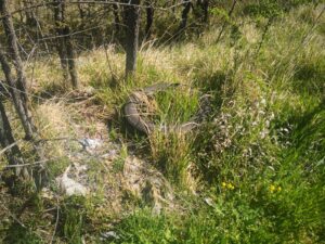 rifiuti quattro tornanti3