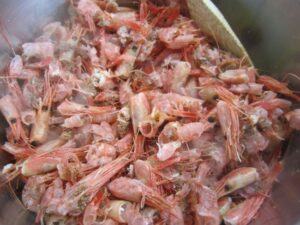 crostacei
